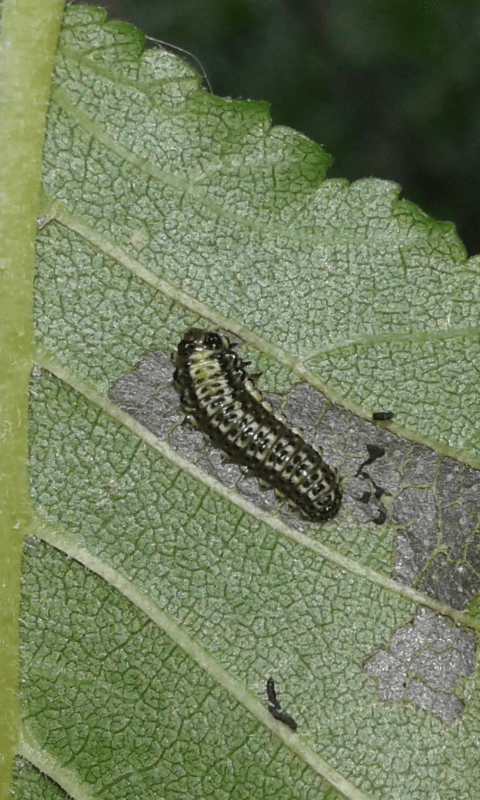 Larve di Xanthogaleruca luteola (Chrysomelidae)? S.